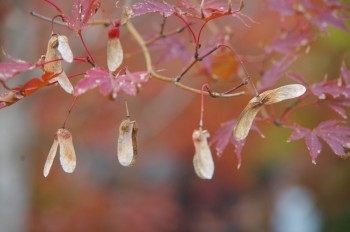 �F�Ɏs�Ђ�� �J�G�f��