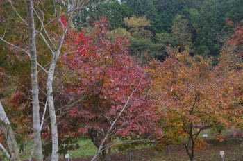 �F�Ɏs�Ђ�� �g�t