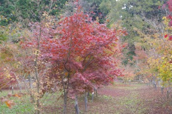 �F�Ɏs�Ђ�� �g�t