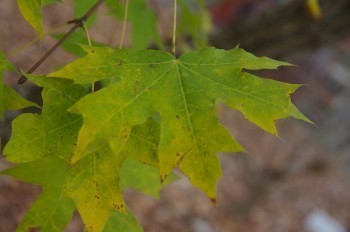 �F�Ɏs�Ђ�� �J�G�f