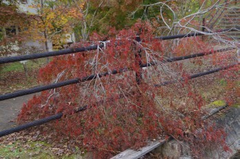 �F�Ɏs�Ђ�� �g�t