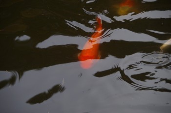 �F�Ɏs�Ђ�� �ь�