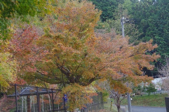 �F�Ɏs�Ђ�� �g�t