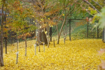 �F�Ɏs�Ђ�� �C�`���E