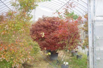 �F�Ɏs�Ђ�� ����