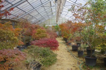 �F�Ɏs�Ђ�� ����