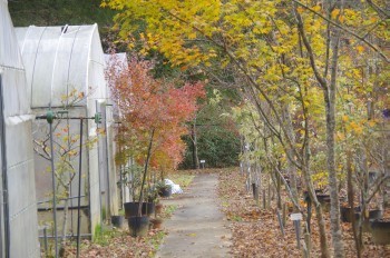 �F�Ɏs�Ђ�� ����