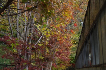 �F�Ɏs�Ђ�� �J�G�f