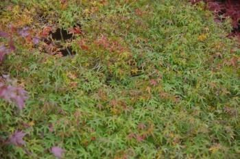 �F�Ɏs�Ђ�� �J�G�f