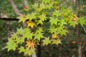 �F�Ɏs�Ђ�� �J�G�f