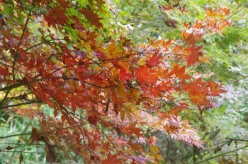 �F�Ɏs�Ђ�� �J�G�f