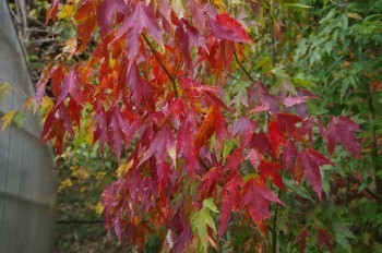 �F�Ɏs�Ђ��g�E �J�G�f