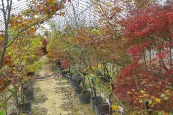 �F�Ɏs�Ђ�� �J�G�f