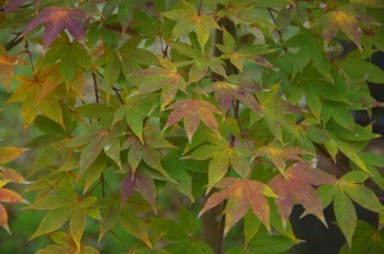 �F�Ɏs�Ђ�� �J�G�f