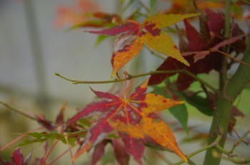 �F�Ɏs�Ђ�� �J�G�f