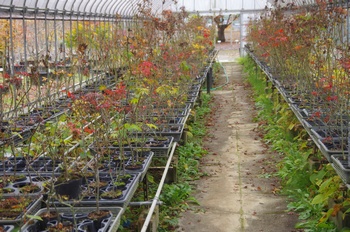 �F�Ɏs�Ђ�� �J�G�f