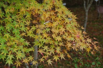 �F�Ɏs�Ђ�� �J�G�f