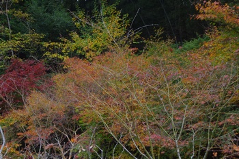 �F�Ɏs�Ђ�� �J�G�f