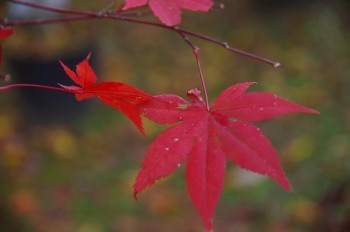 �F�Ɏs�Ђ�� ���~�W