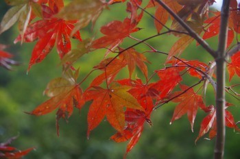 �F�Ɏs�Ђ�� ���~�W