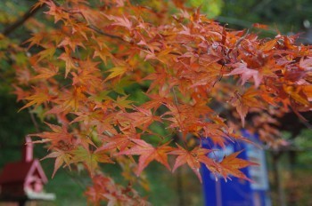 �F�Ɏs�Ђ�� ���~�W