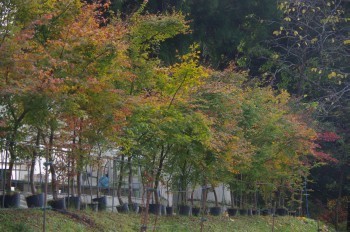 �F�Ɏs�Ђ�� ���~�W