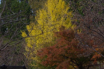 �F�Ɏs�Ђ�� �C�`���E