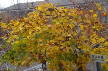 �F�Ɏs�Ђ�� �J�G�f