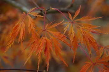 �F�Ɏs�Ђ�� �J�G�f