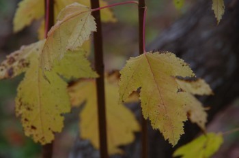 �F�Ɏs�Ђ�� �J�G�f