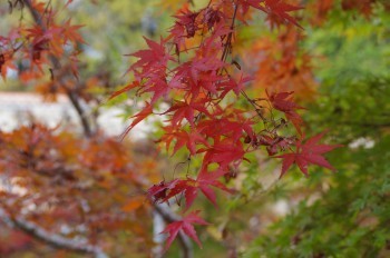 �F�Ɏs�Ђ�� �J�G�f