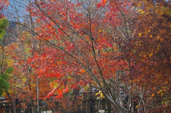 �F�Ɏs�Ђ�� �J�G�f