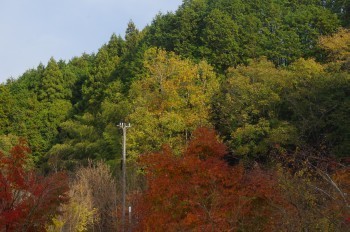 �F�Ɏs�Ђ�� �g�t