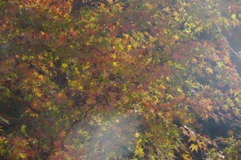 �F�Ɏs�Ђ�� ���~�W