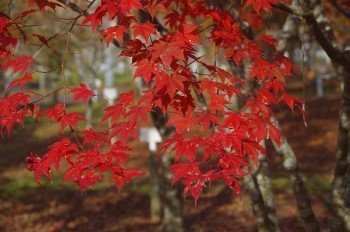 �F�Ɏs�Ђ�� ���~�W