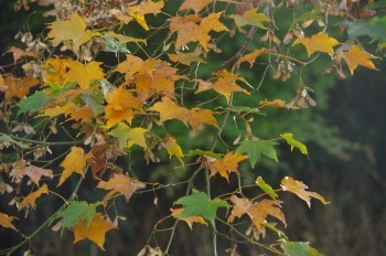 �F�Ɏs�Ђ�� ���~�W