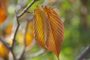 �F�Ɏs�Ђ�� ���~�W