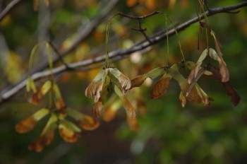 �F�Ɏs�Ђ�� ���~�W