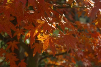 �F�Ɏs�Ђ�� ���~�W