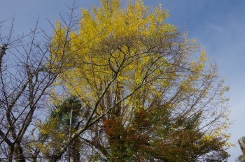 �F�Ɏs�Ђ�� �C�`���E